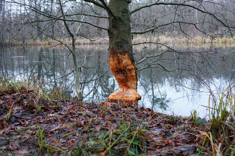 Am Wasser stehender Baum mit vom Biber abgenagtem Stamm