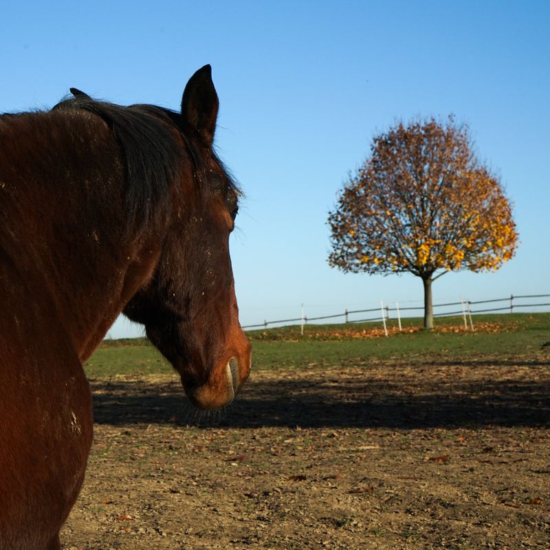 Braunes Pferd auf der Koppel, dahinter ein Baum in Herbstfarben