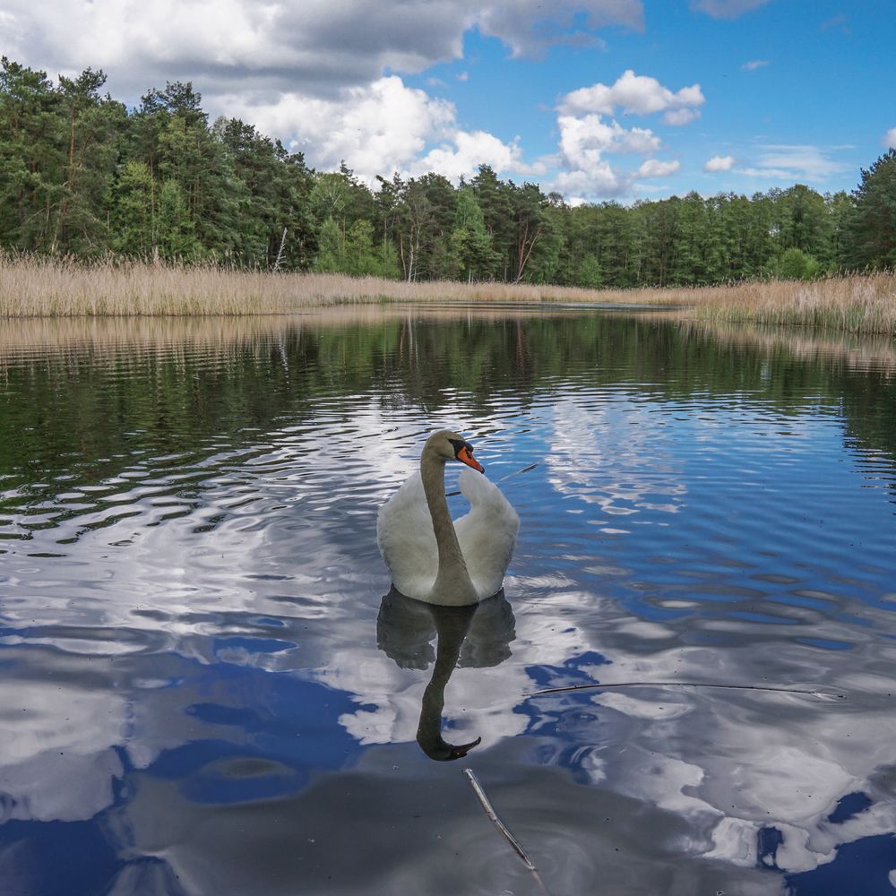 Schwan auf einem Waldsee, im Hintergrund Kiefernwald und Schilf